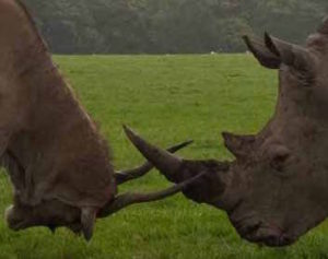 Gazelle and rhinoceros with locked horns